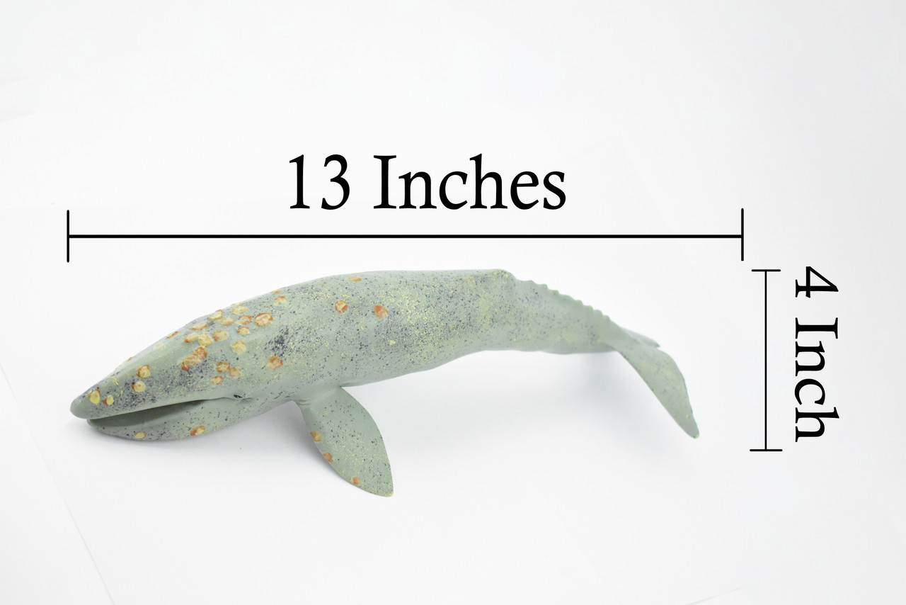 Whale, Grey Whale, Museum Quality, Hand Painted, Rubber Marine Mammal, Realistic Toy Figure, Model, Replica, Kids, Educational, Gift,     13"     CH371 BB140