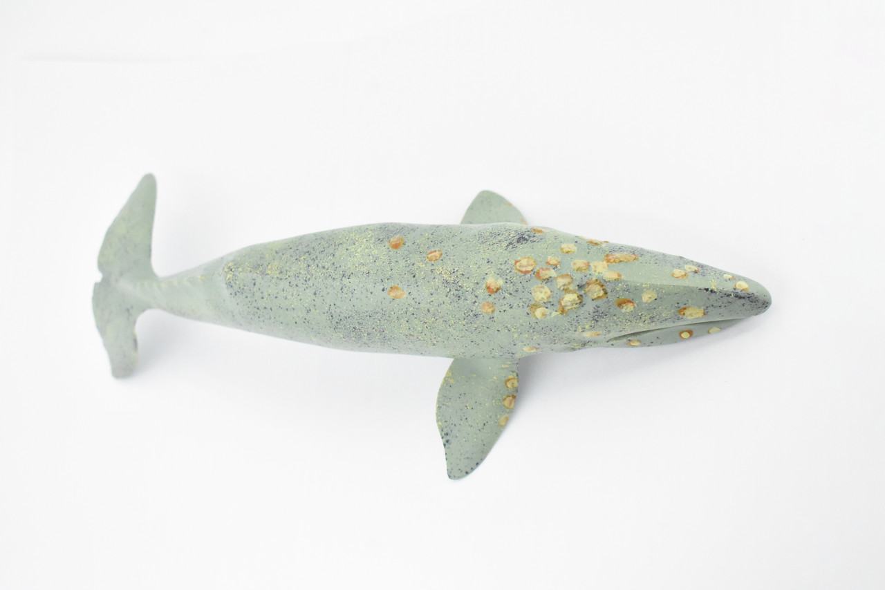 Grey Whale, Marine Mammal, Museum Quality, Hand Painted, Educational, Rubber Animal, Realistic, Diorama Model, Toy Figure, Kids, 13 Inches. 