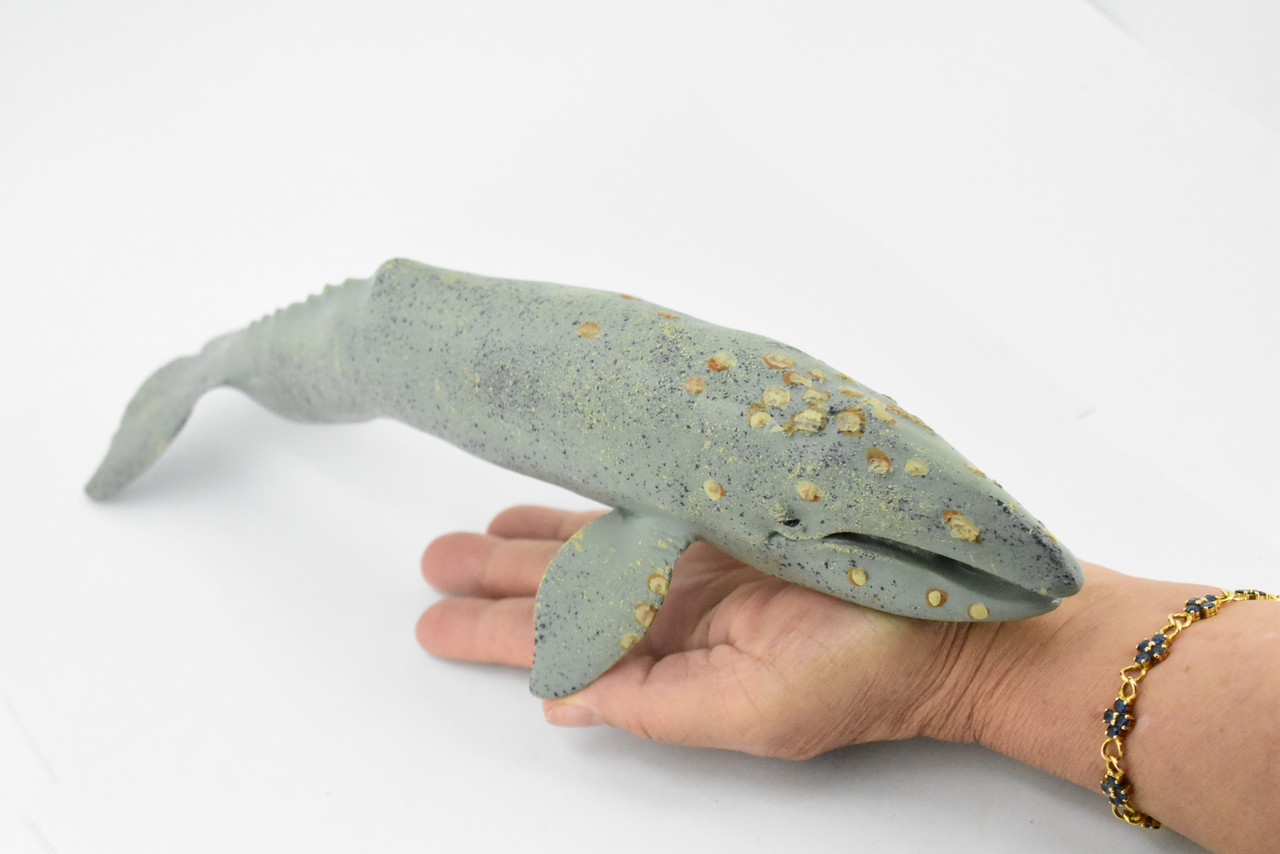 Grey Whale, Marine Mammal, Museum Quality, Hand Painted, Educational, Rubber Animal, Realistic, Diorama Model, Toy Figure, Kids, 13 Inches. 