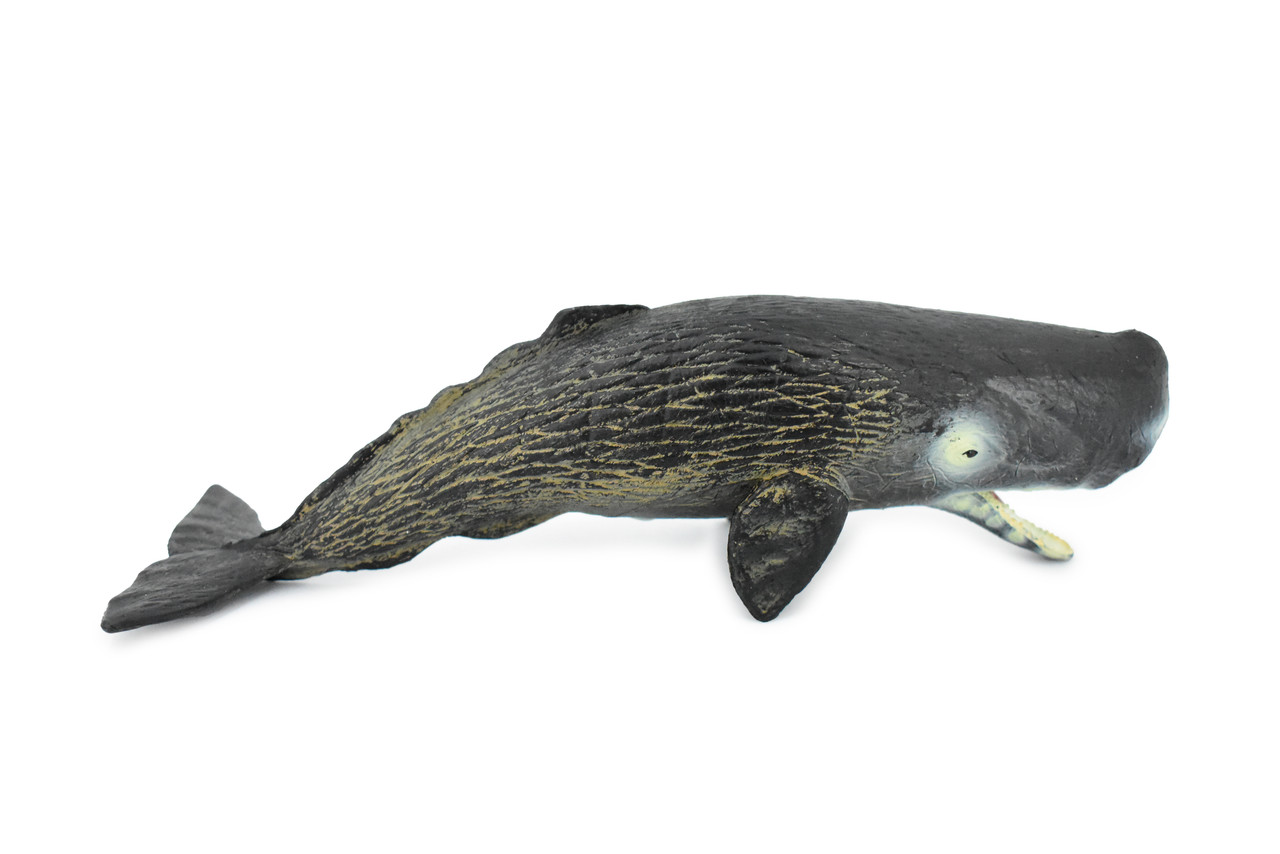 Whale, Sperm Whale, Cetacean, Marine Mammal, Museum Quality, Hand Painted, Rubber, Toy Figure, Model, Educational, Gift,      9"     CH377 BB141