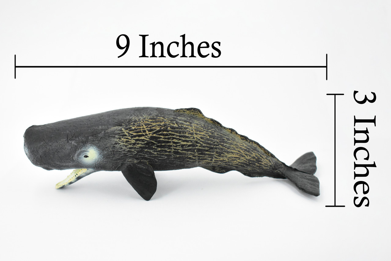 Sperm Whale, Cetacean, Marine Mammal, Museum Quality, Hand Painted, Rubber, Toy Figure, Diorama Model, Educational,  9 Inches. 