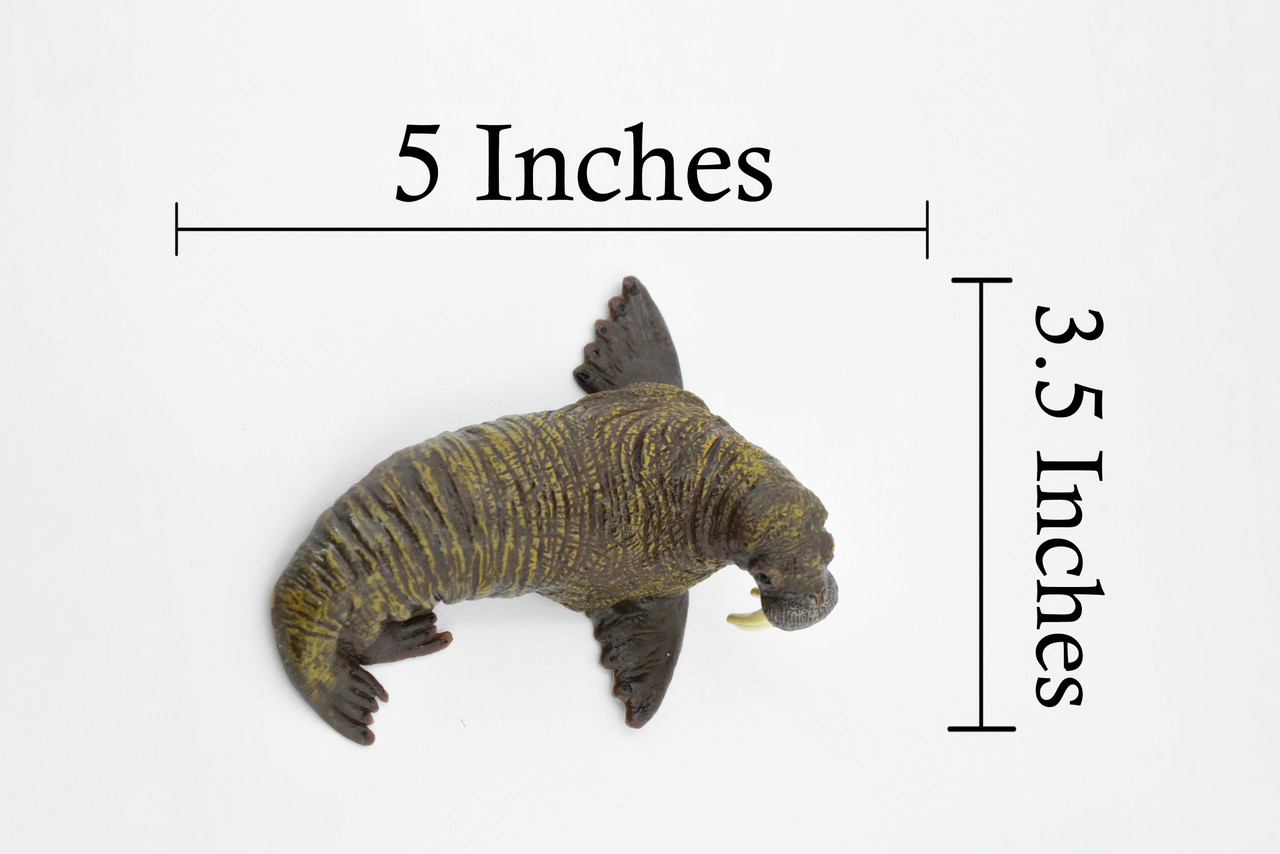 Walrus, Pinniped, Marine Mammal, Museum Quality, Hand Painted, Rubber, Realistic Toy Figure, Model, Replica, Kids, Educational, Gift,        5"      CH379  BB142