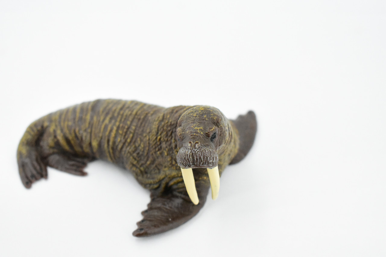 Walrus, Pinniped, Marine Mammal, Museum Quality, Hand Painted, Rubber, Realistic Toy Figure, Model, Replica, Kids, Educational, Gift,        5"      CH379  BB142