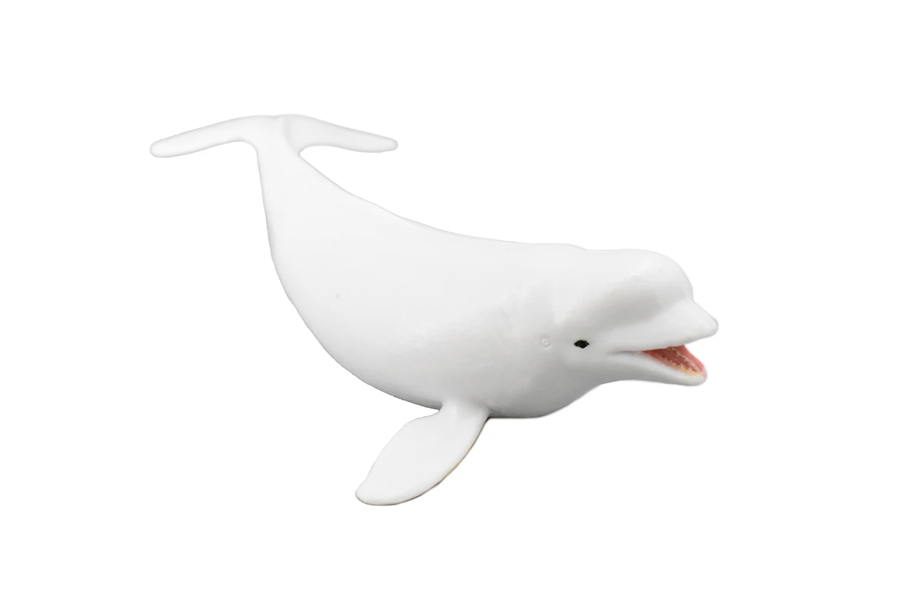 Beluga Whale, Cetacean, Marine Mammal, Museum Quality, Hand Painted, Educational, Rubber Animal, Realistic Toy Figure, Diorama Model, Kids, Gift,   7 Inches. 