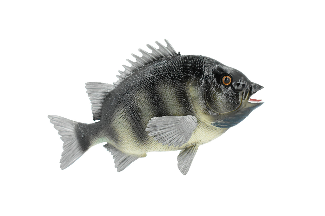 Fish, Rock Bream, Bass, Museum Quality, Hand Painted, Rubber Fish, Realistic Toy Figure, Model, Replica, Kids, Educational, Gift,     7"     CH381 BB142