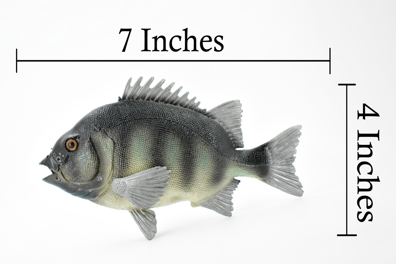 Fish, Rock Bream, Bass, Museum Quality, Hand Painted, Rubber Fish, Realistic Toy Figure, Model, Replica, Kids, Educational, Gift,     7"     CH381 BB142