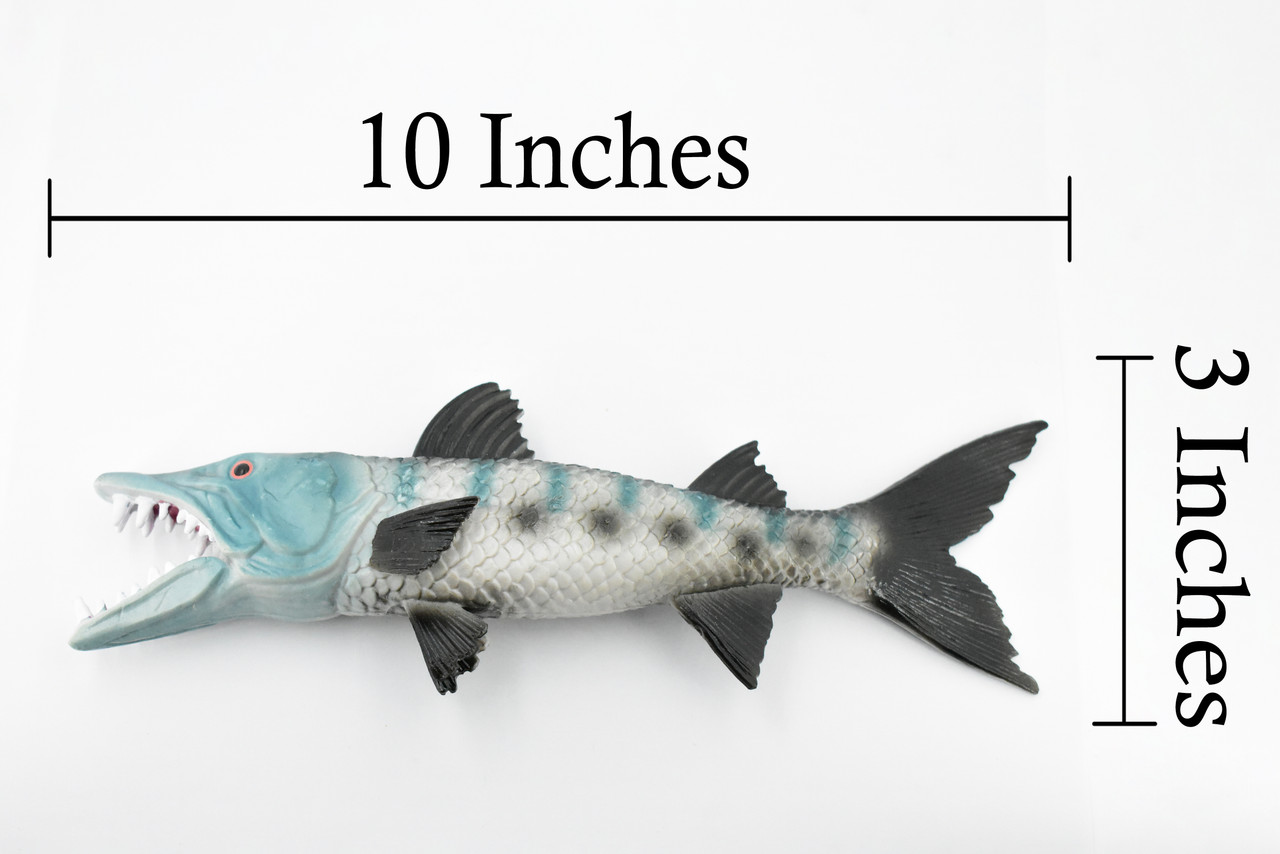 Fish, Barracuda, Anarrhichtys Ocellaus, Museum Quality, Hand Painted, Rubber Fish, Realistic Toy Figure, Model, Replica, Kids, Educational, Gift,     10"     CH382 BB143