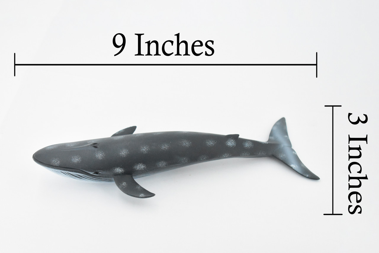 Whale, Blue Whale, Marine Mammal, Hand Painted, Museum Quality, Beautiful Rubber Animal, Realistic Toy Figure, Model, Educational, Gift,       9"      CH386 BB144