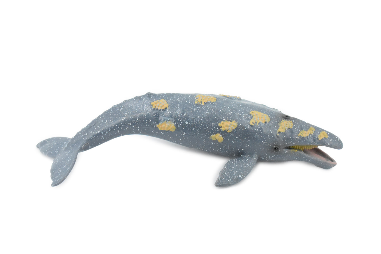 Grey Whale, Marine Mammal, Museum Quality, Hand Painted, Educational, Rubber Animal, Realistic, Diorama Model, Toy Figure, Kids, 9 Inches.