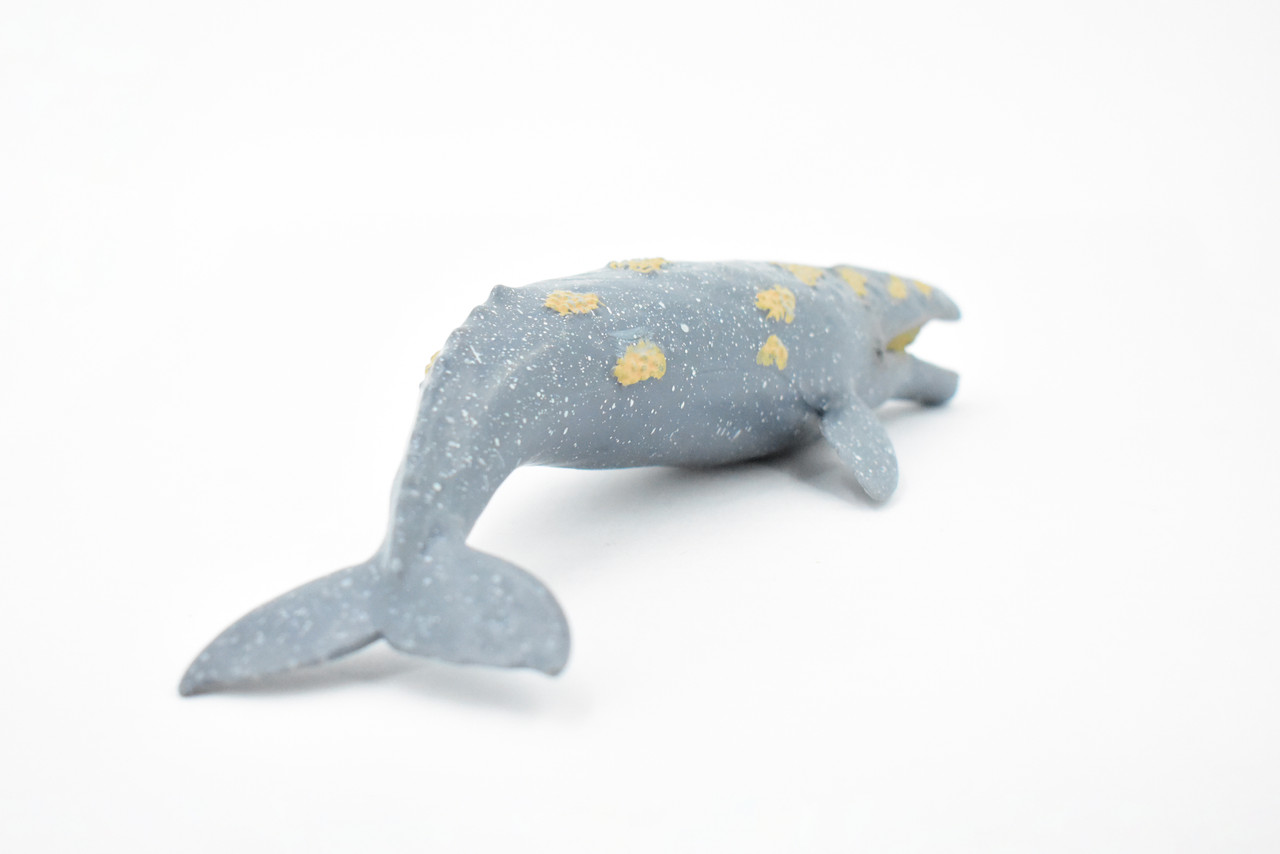 Whale, Grey Whale, Museum Quality, Hand Painted, Rubber Marine Mammal, Realistic Toy Figure, Model, Replica, Kids, Educational, Gift,      9" CH391 BB145