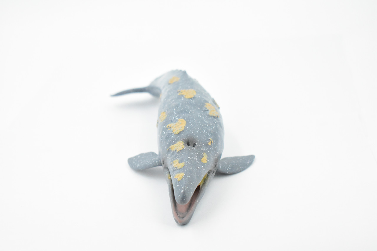 Whale, Grey Whale, Museum Quality, Hand Painted, Rubber Marine Mammal, Realistic Toy Figure, Model, Replica, Kids, Educational, Gift,      9" CH391 BB145