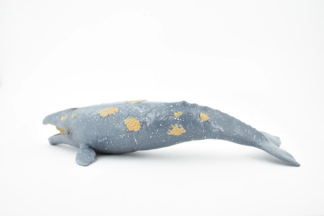 Grey Whale, Marine Mammal, Museum Quality, Hand Painted, Educational, Rubber Animal, Realistic, Diorama Model, Toy Figure, Kids, 9 Inches.