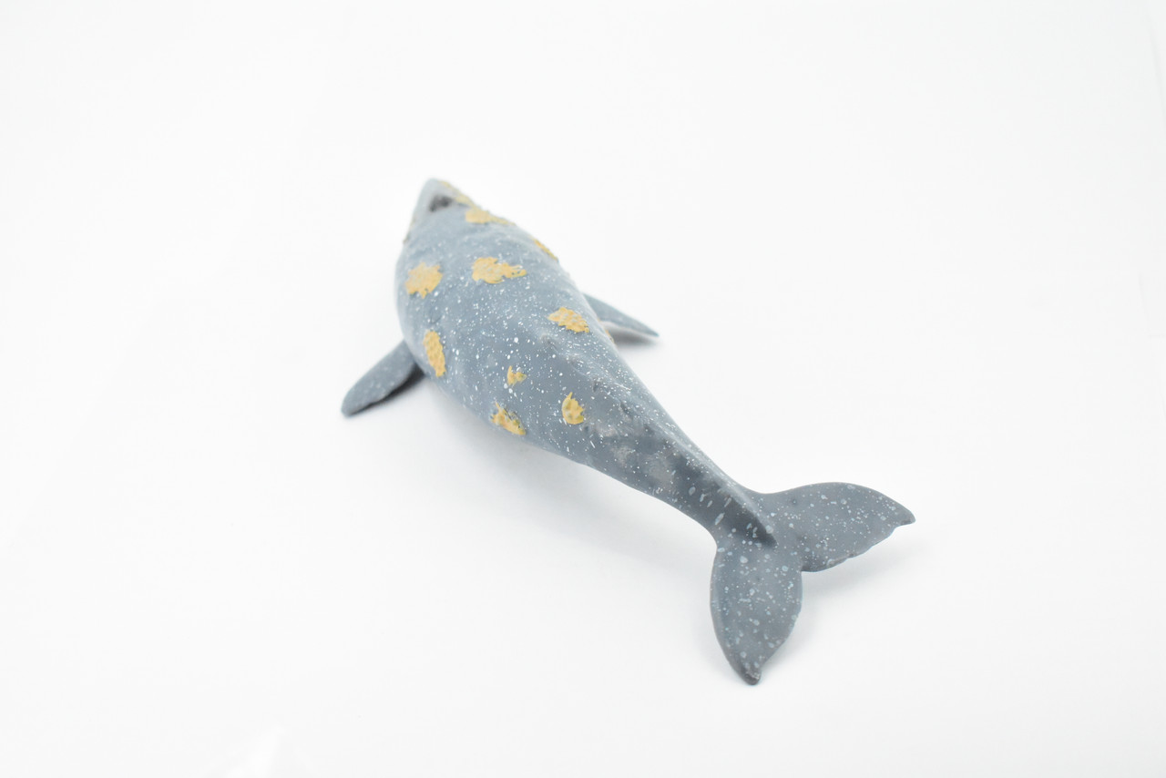 Whale, Grey Whale, Museum Quality, Hand Painted, Rubber Marine Mammal, Realistic Toy Figure, Model, Replica, Kids, Educational, Gift,      9" CH391 BB145