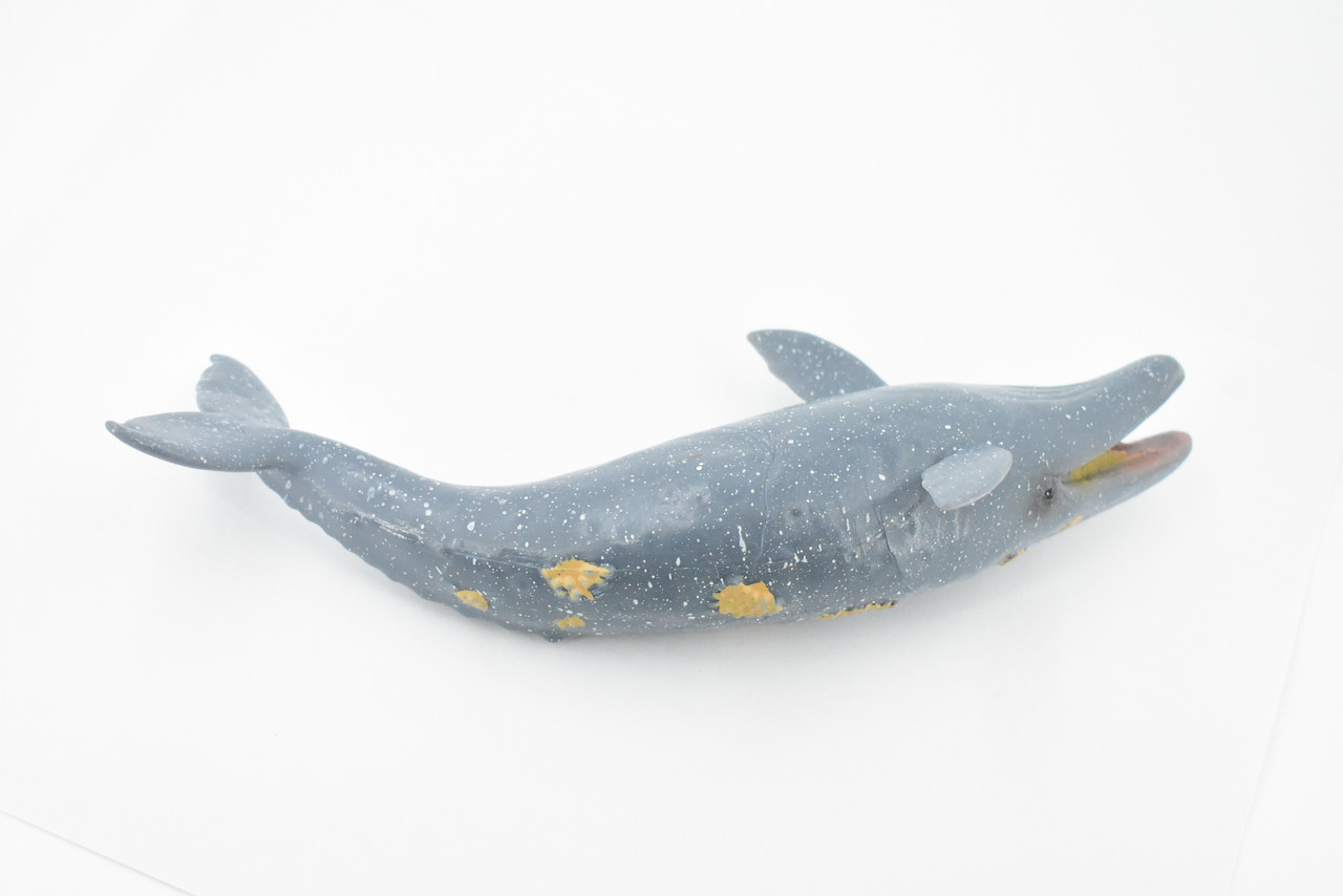 Whale, Grey Whale, Museum Quality, Hand Painted, Rubber Marine Mammal, Realistic Toy Figure, Model, Replica, Kids, Educational, Gift,      9" CH391 BB145