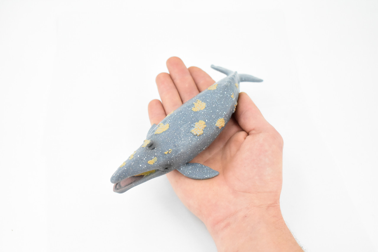 Whale, Grey Whale, Museum Quality, Hand Painted, Rubber Marine Mammal, Realistic Toy Figure, Model, Replica, Kids, Educational, Gift,      9" CH391 BB145