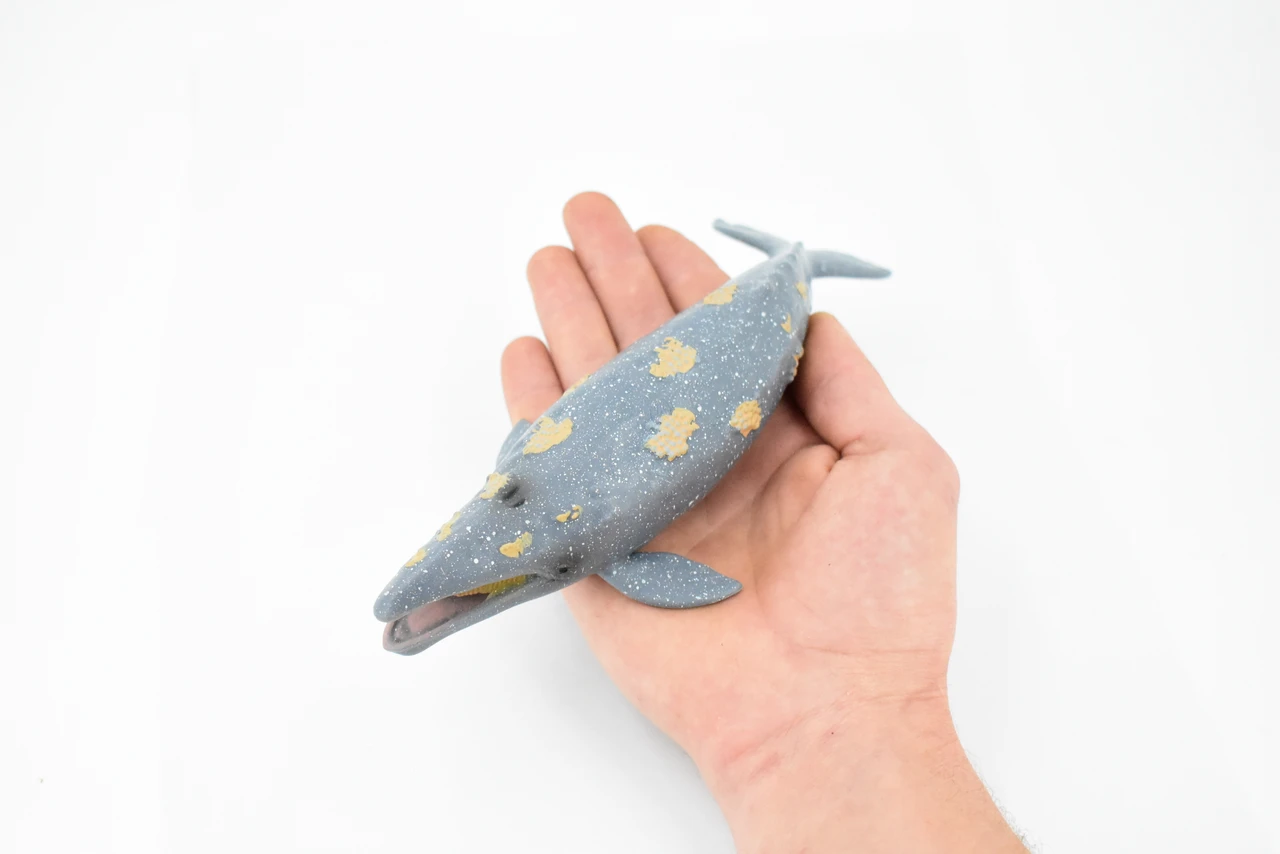 Grey Whale, Marine Mammal, Museum Quality, Hand Painted, Educational, Rubber Animal, Realistic, Diorama Model, Toy Figure, Kids, 9 Inches.