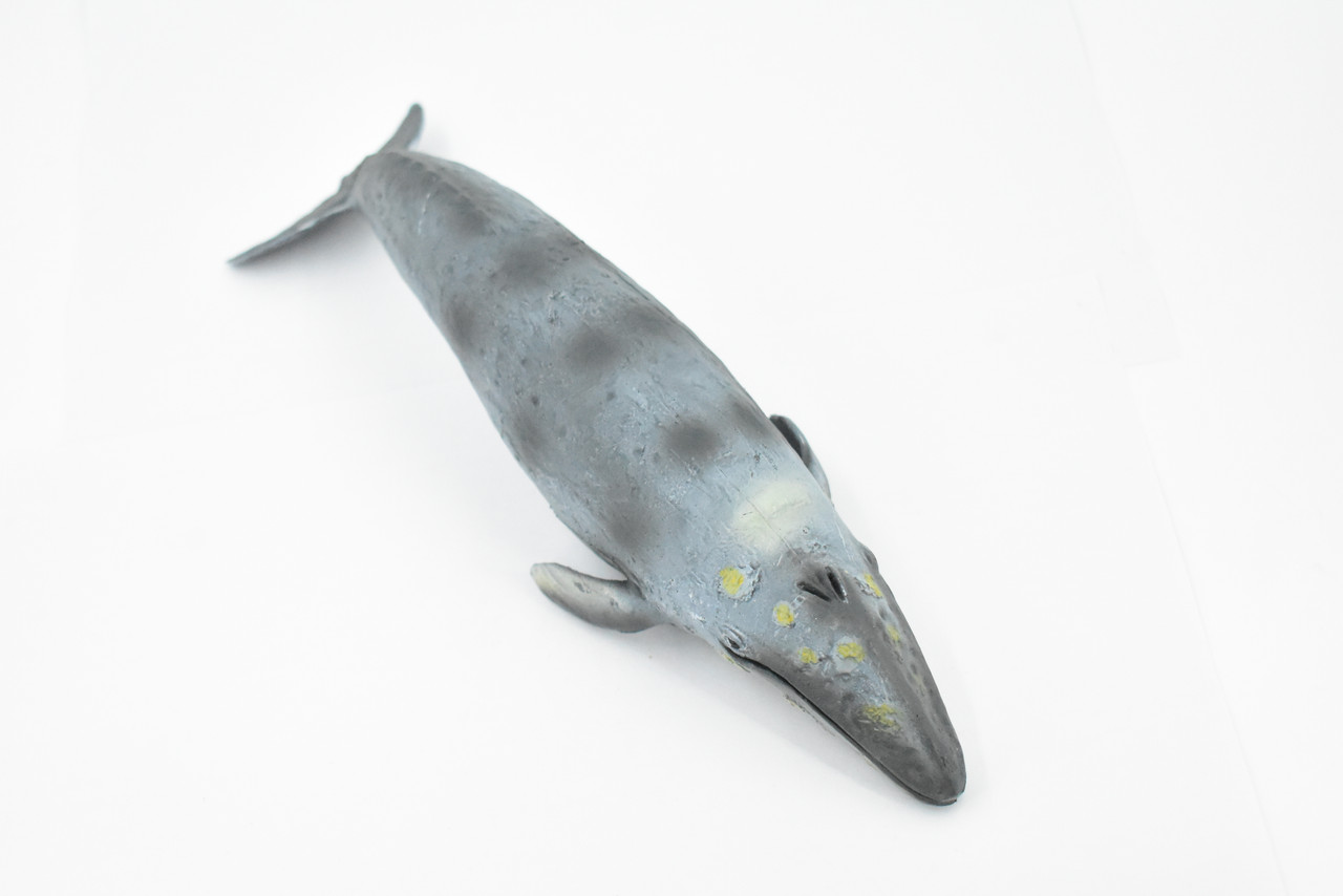 Whale, Grey Whale, Museum Quality, Hand Painted, Rubber Marine Mammal, Realistic Toy Figure, Model, Replica, Kids, Educational, Gift,      10"     CH392 BB146