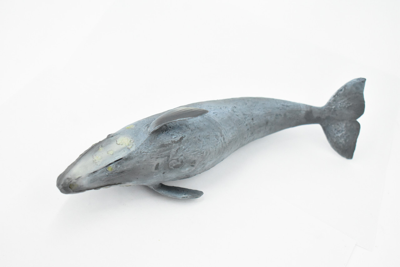 Whale, Grey Whale, Museum Quality, Hand Painted, Rubber Marine Mammal, Realistic Toy Figure, Model, Replica, Kids, Educational, Gift,      10"     CH392 BB146