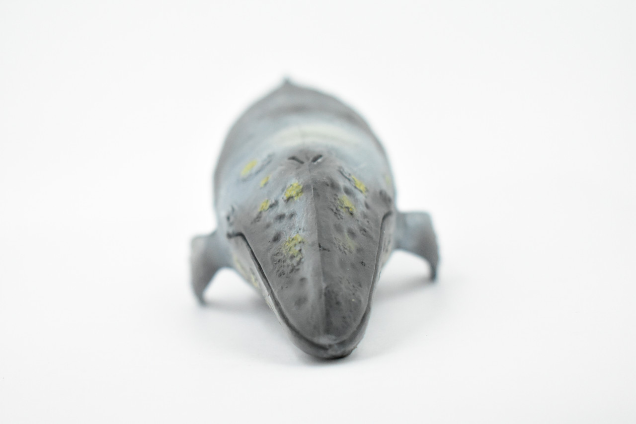 Grey Whale, Marine Mammal, Museum Quality, Hand Painted, Educational, Rubber Animal, Realistic, Diorama Model, Toy Figure, Kids, 10 Inches. 
