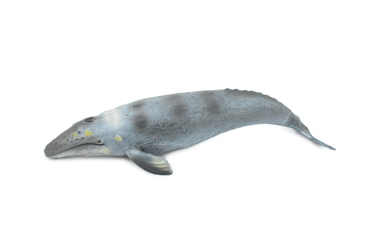 Grey Whale, Marine Mammal, Museum Quality, Hand Painted, Educational, Rubber Animal, Realistic, Diorama Model, Toy Figure, Kids, 10 Inches. 