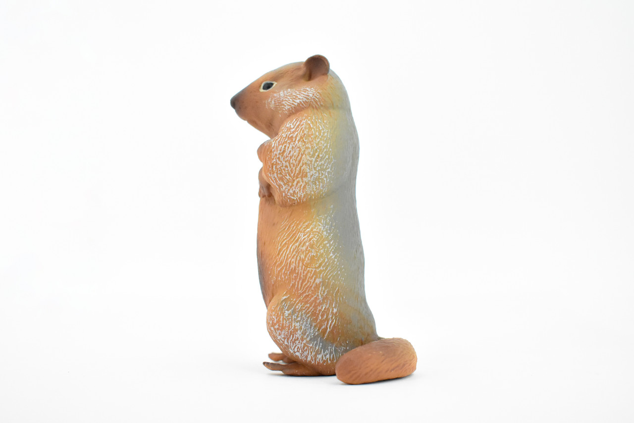 Marmot, Ground Squirrels, Rodent, Museum Quality, Hand Painted, Rubber Mammal, Realistic Toy Figure, Replica, Kids, Educational,  4 1/2 Inches. 