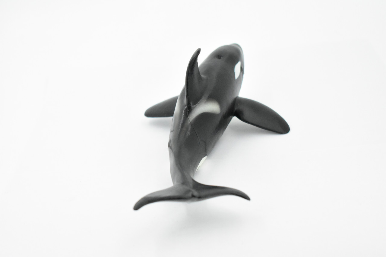 Whale, Orca, Killer Whale, Marine Mammal, Museum Quality, Hand Painted, Rubber Animal, Realistic Toy Figure, Model, Educational, Gift,       8"     CH394 BB147