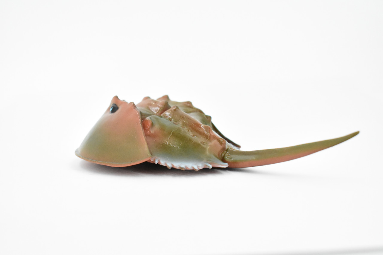 Crab, Horseshoe Crab, Museum Quality, Hand Painted, Rubber Crustacean, Realistic Toy Figure, Model, Replica, Kids, Educational, Gift,    6"     CH467 BB151