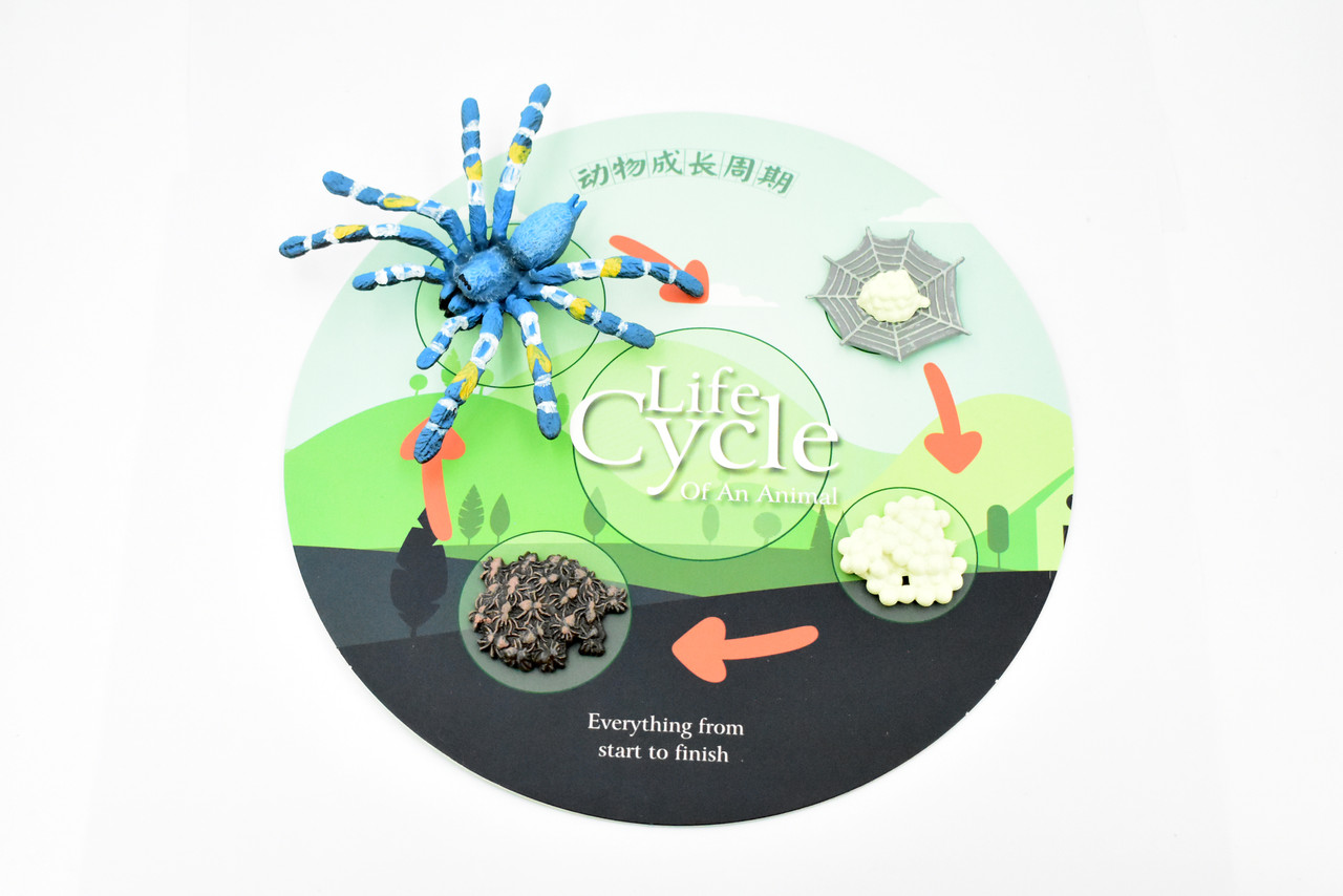 Life Cycle of a Cobalt Blue Tarantula, 4 Stages, Arachnida, Museum Quality, Educational, Hand Painted, Rubber Spider, Diorama Model, Kids, Toys, 4 Inches. 