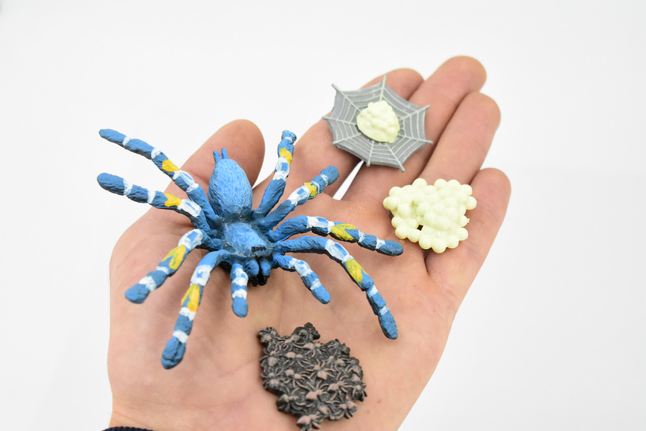 Life Cycle of a Cobalt Blue Tarantula, 4 Stages, Arachnida, Museum Quality, Educational, Hand Painted, Rubber Spider, Diorama Model, Kids, Toys, 4 Inches. 
