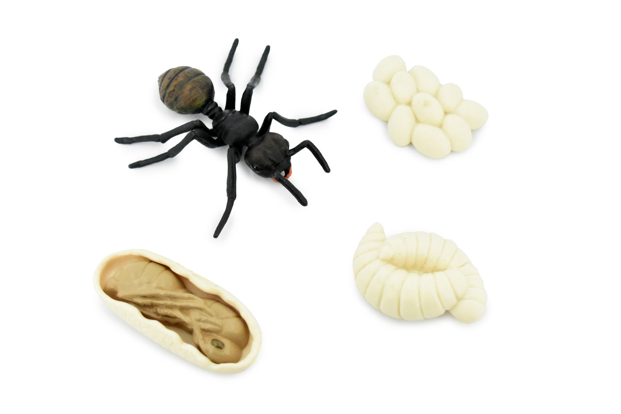 Life Cycle of a Black Ant, Myrmicinae, 4 Stages, Museum Quality, Educational, Hand Painted, Rubber Insect, Realistic Toy Figure, Diorama Model, Kids, 3 Inches. 