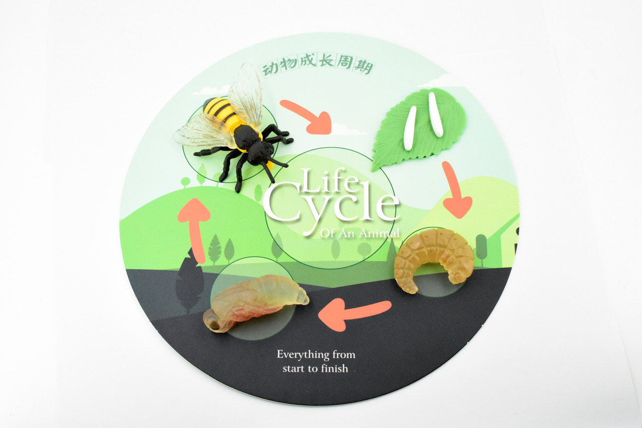 Bee Life Cycle, 4 Stages, Educational, Museum Quality, Hand Painted, Rubber Insect, Figure, Model, Realistic, Kids, Toys,  Gift,     2 1/2 Inches 