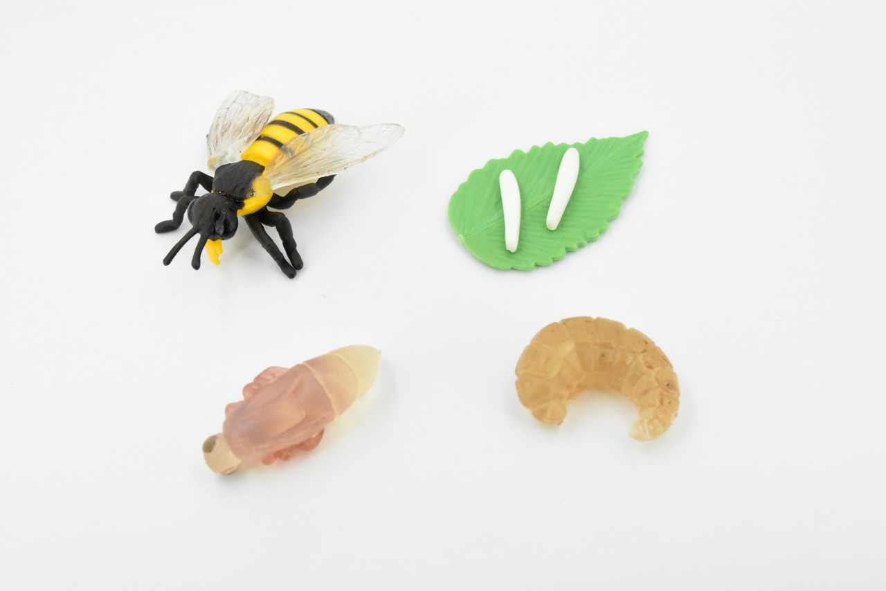 Bee Life Cycle, 4 Stages, Educational, Museum Quality, Hand Painted, Rubber Insect, Figure, Model, Realistic, Kids, Toys,  Gift,     2 1/2 Inches 