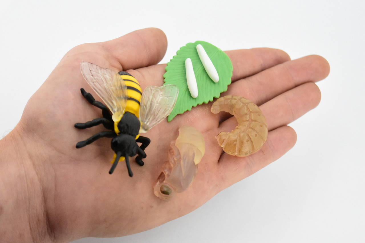 Bee Life Cycle, 4 Stages, Educational, Museum Quality, Hand Painted, Rubber Insect, Figure, Model, Realistic, Kids, Toys,  Gift,     2 1/2 Inches 
