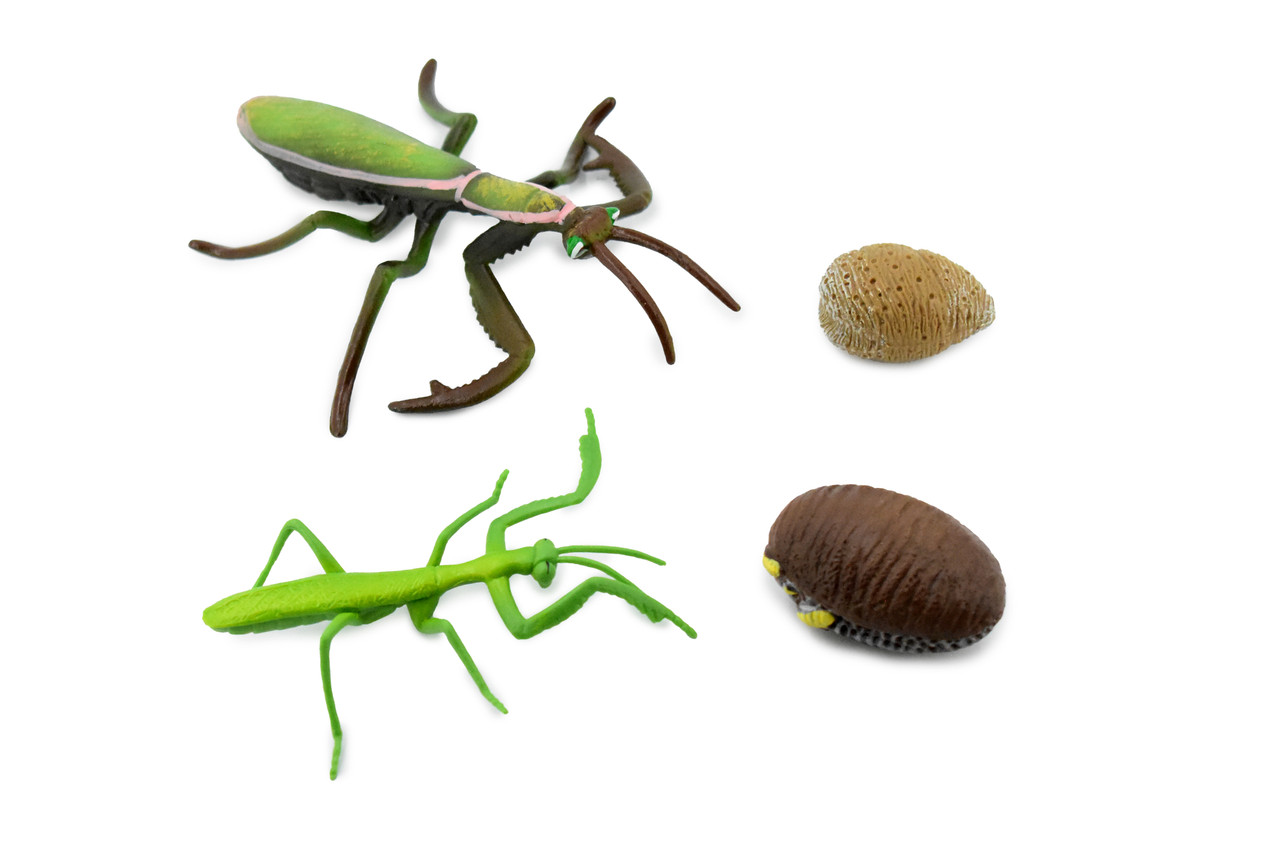 life cycle of a praying mantis