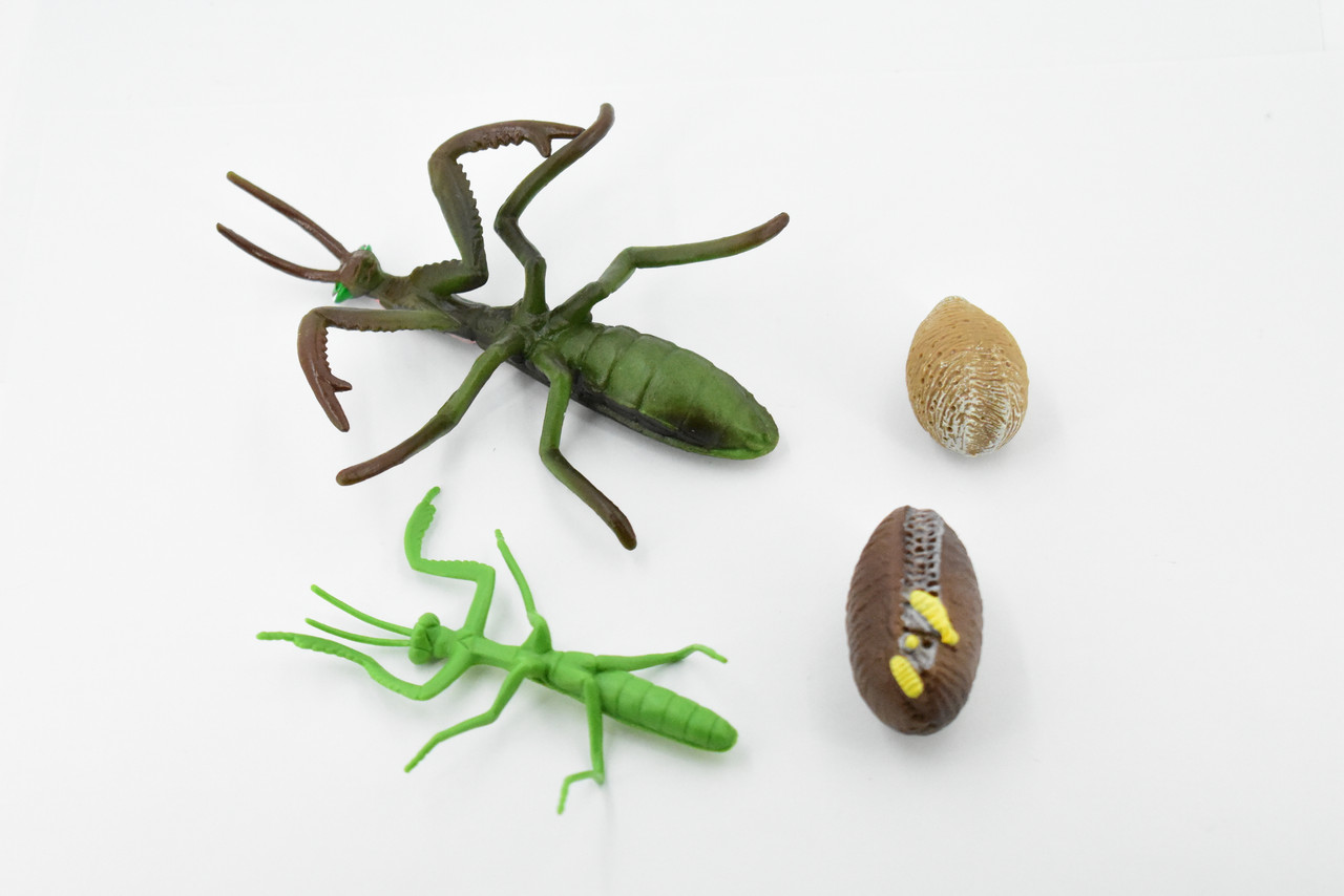 Praying Mantis, Life Cycle of a Praying Mantis, 4 Stages, Museum Quality, Educational, Hand Painted, Rubber Insect, Diorama Model, Kids, Toys, 5 Inches.