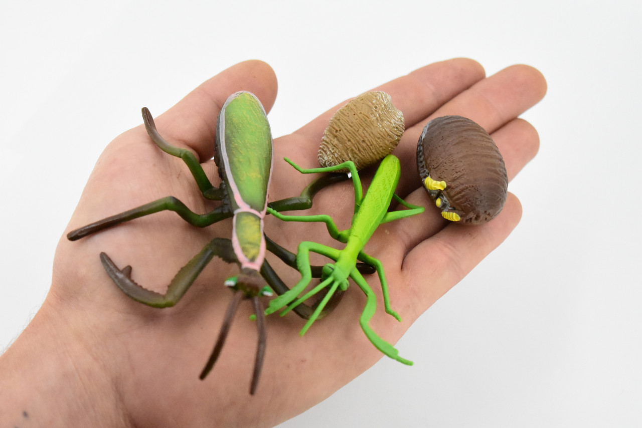 Praying Mantis, Life Cycle of a Praying Mantis, 4 Stages, Museum Quality, Educational, Hand Painted, Rubber Insect, Diorama Model, Kids, Toys, 5 Inches.