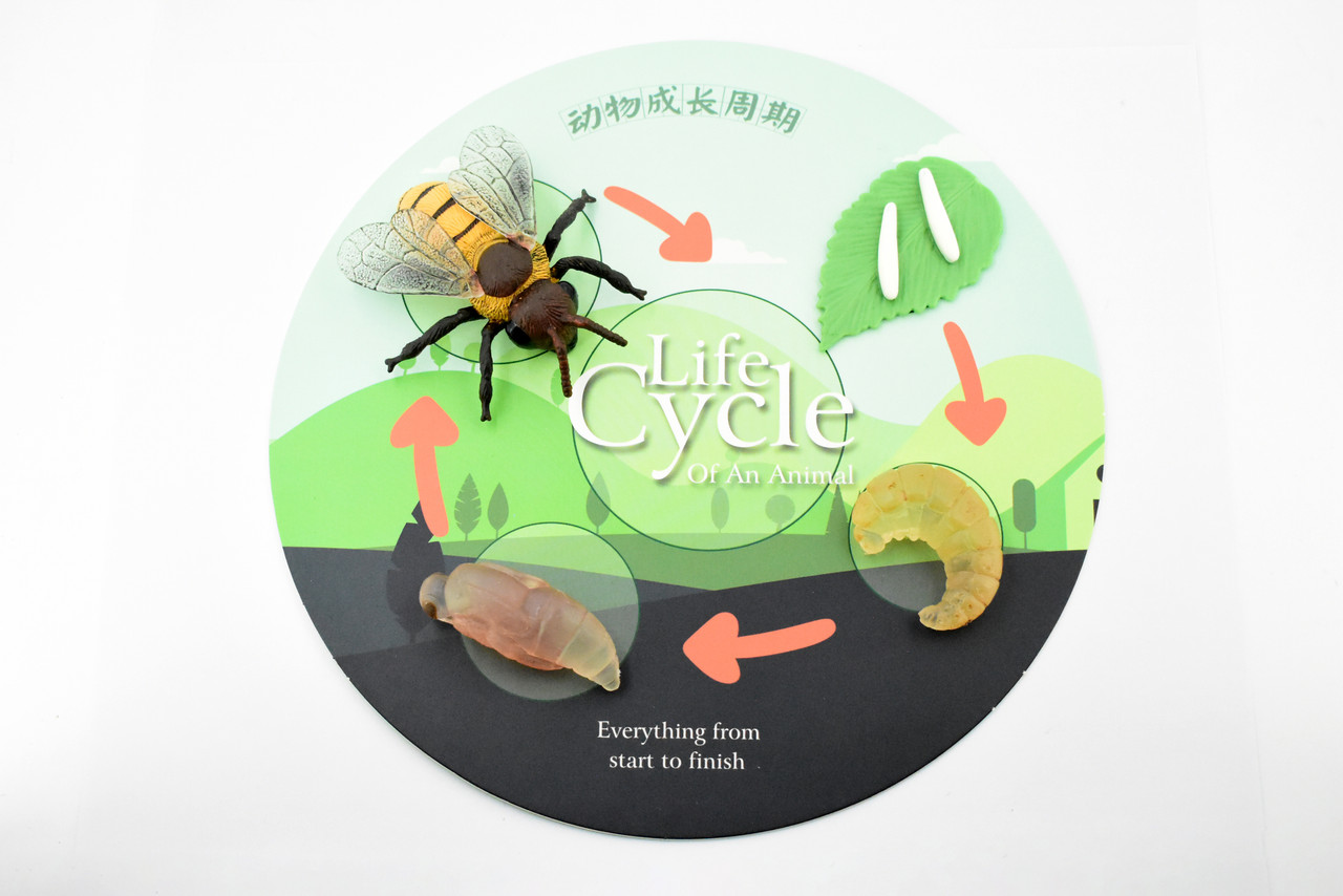 Bee Life Cycle, 4 Stages, Educational, Museum Quality, Hand Painted, Rubber Insect, Figure, Model, Realistic, Kids, Toys,  3  Inches. 