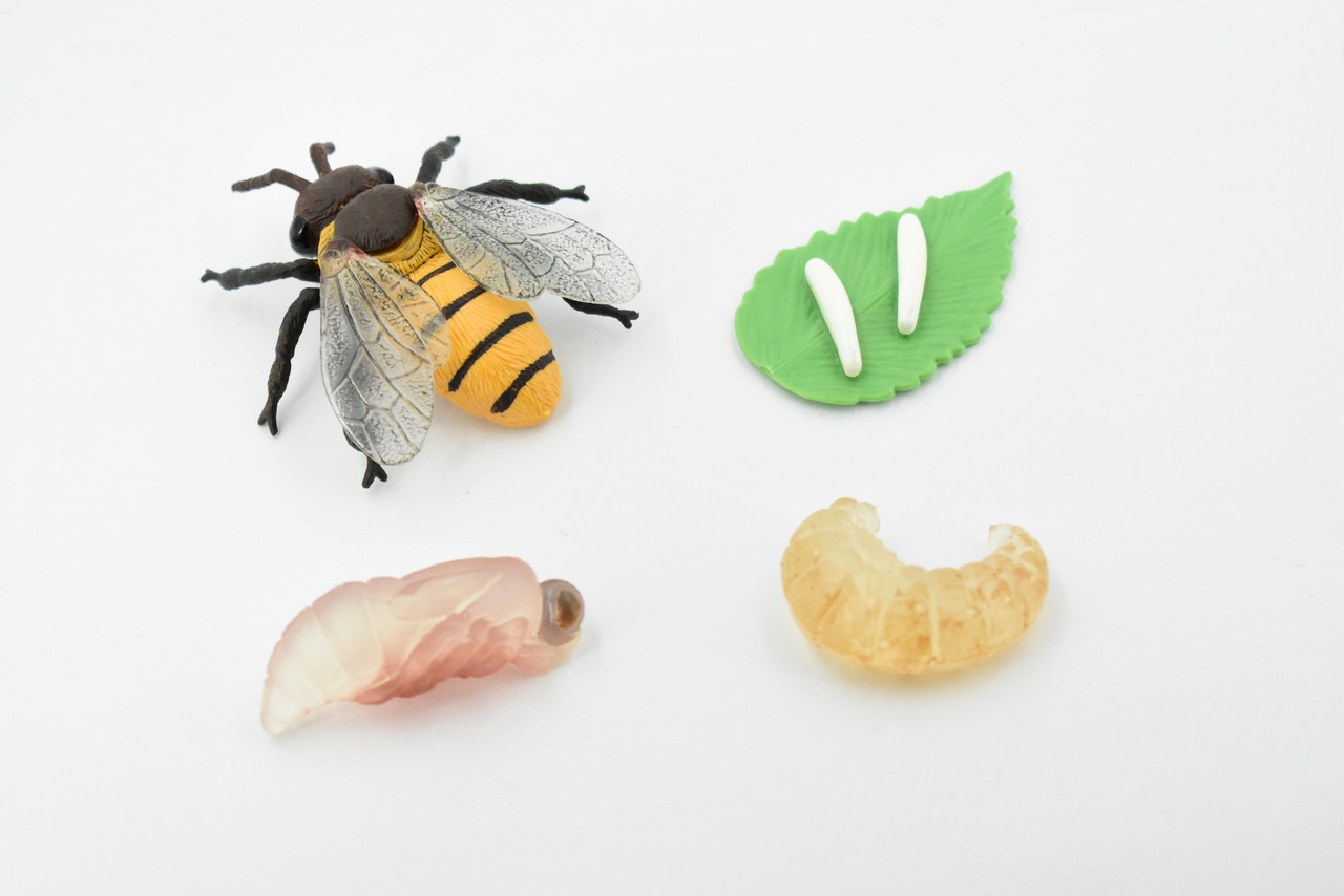 Bee, Life Cycle of a Bee, 4 Stages, Museum Quality, Hand Painted, Rubber Insect, Figure, Model, Realistic, Educational, Gift,       3"    CH482 BB150