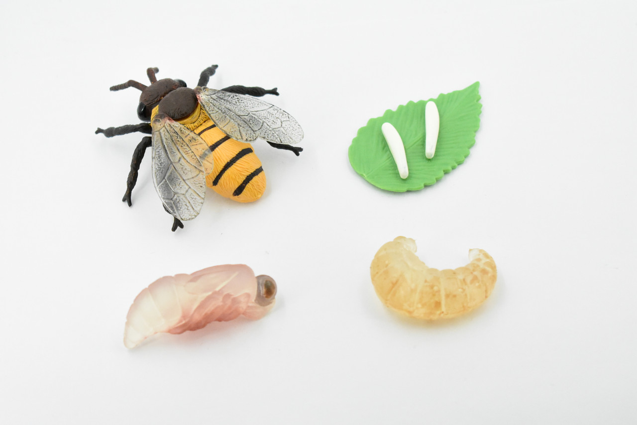 Bee Life Cycle, 4 Stages, Educational, Museum Quality, Hand Painted, Rubber Insect, Figure, Model, Realistic, Kids, Toys,  3  Inches. 
