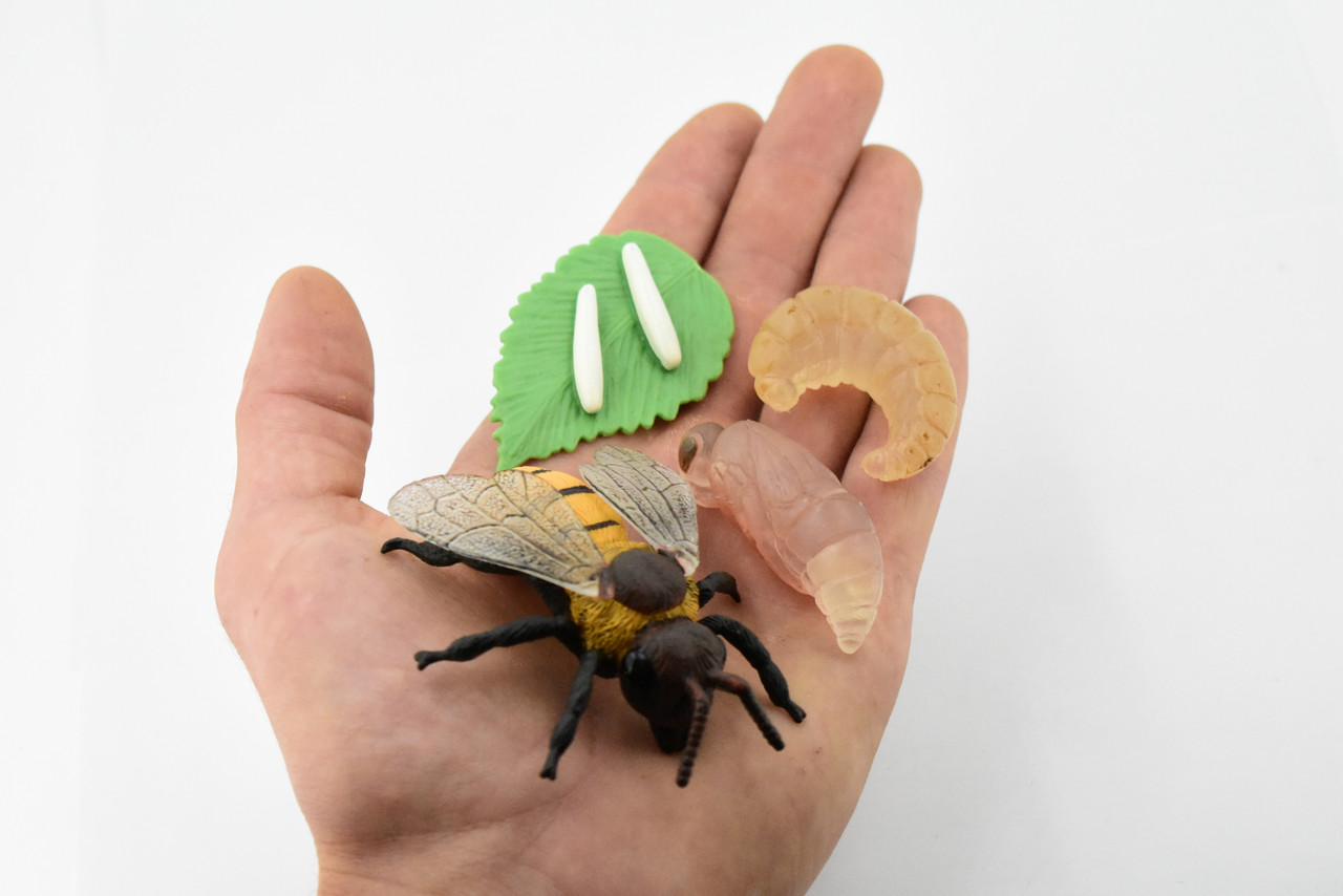 Bee Life Cycle, 4 Stages, Educational, Museum Quality, Hand Painted, Rubber Insect, Figure, Model, Realistic, Kids, Toys,  3  Inches. 