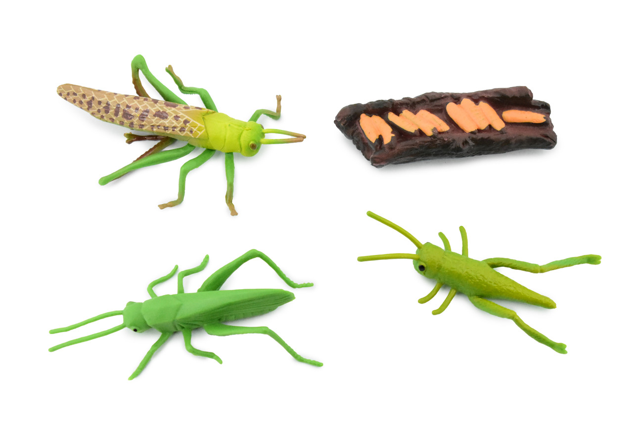 Grasshopper, Life Cycle of a  Locust, 3 Stages, Museum Quality, Hand Painted, Rubber Insect, Figure, Model, Realistic, Educational, Gift,       3"    CH483 BB150