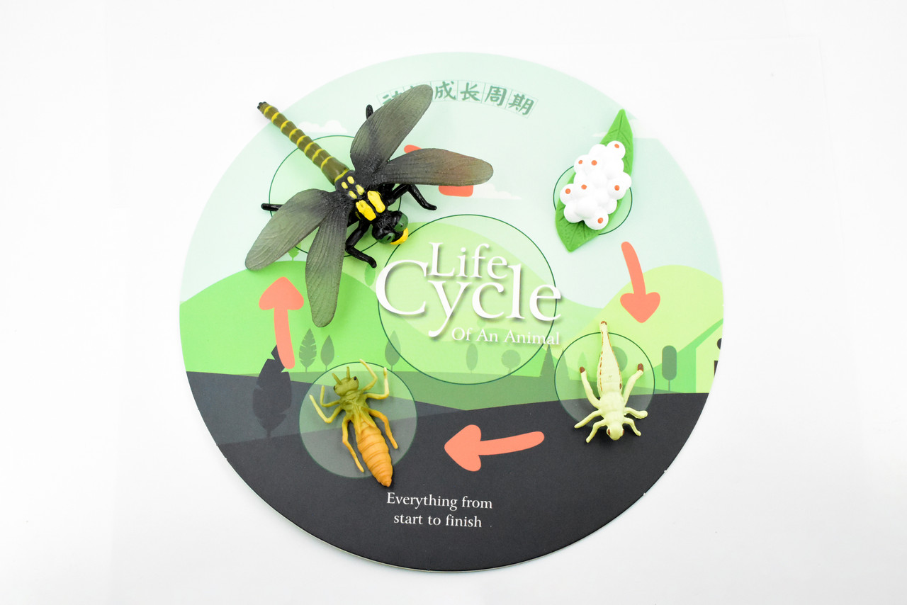 Life Cycle of a  Dragon Fly, 4 Stages, Museum Quality, Rubber Insect, Hand Painted, Realistic Toy Figure, Diorama Model, Kids, Educational, 4 Inches.