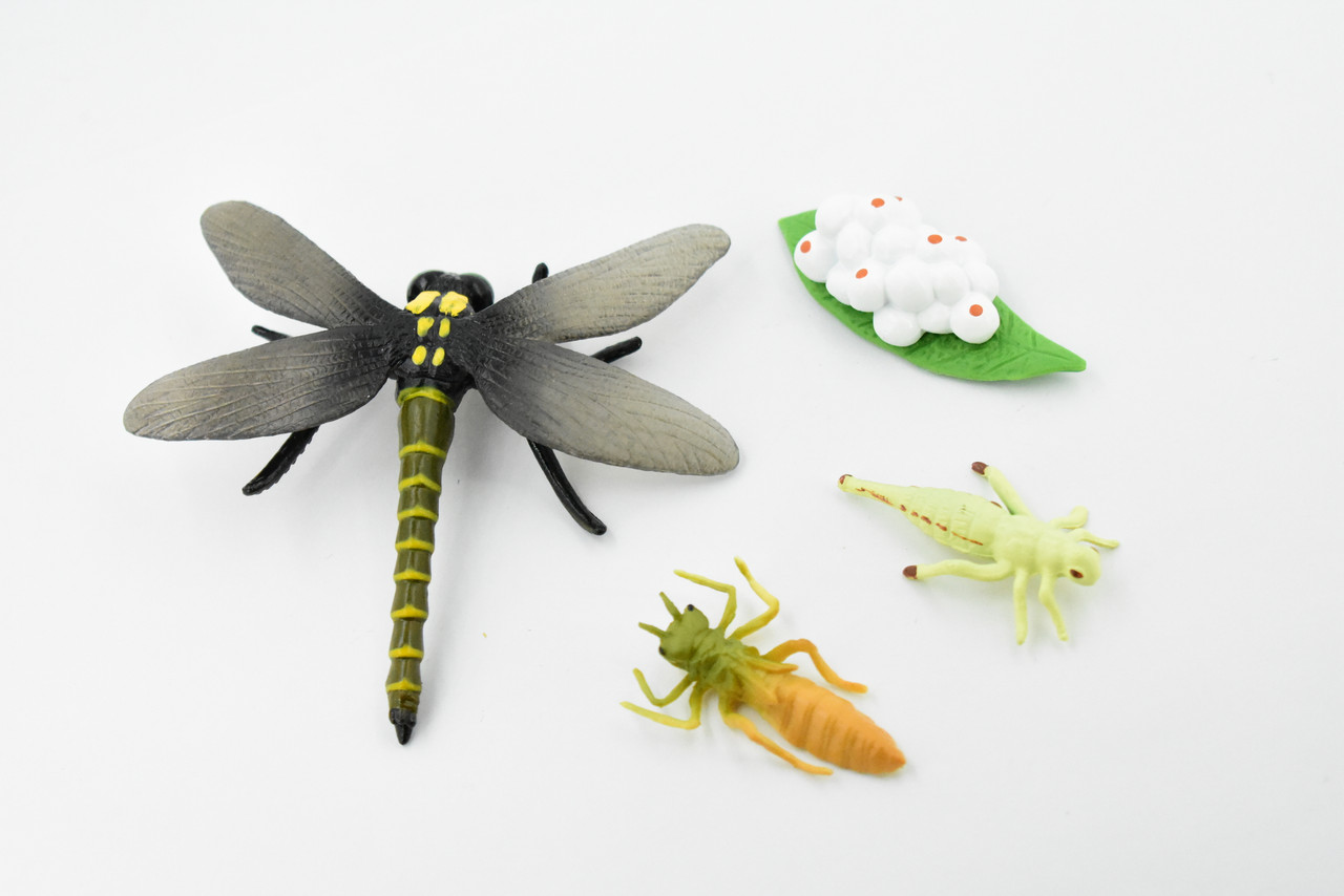 Dragonfly, Life Cycle of a  Dragon Fly, 3 Stages, Museum Quality, Hand Painted, Rubber Insect, Figure, Model, Realistic, Educational, Gift,       3"    CH484 BB150