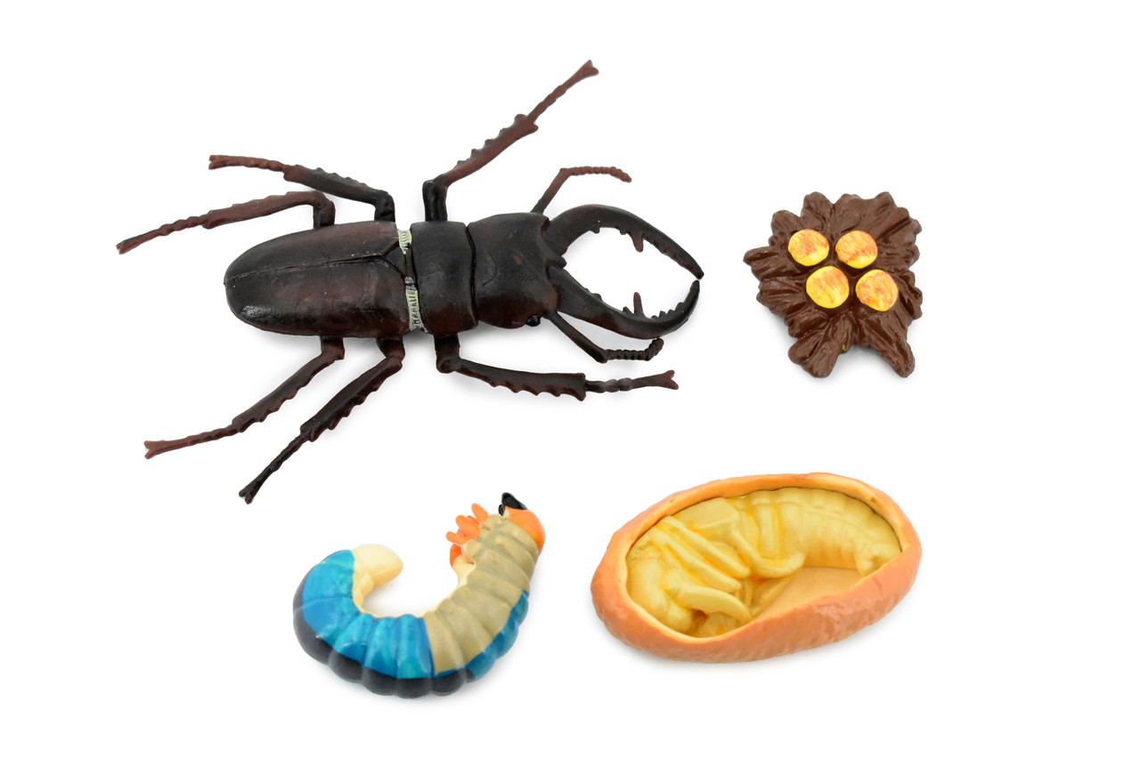 Beetle, Life Cycle of a Stag Beetle, 4 Stages, Museum Quality, Hand Painted, Rubber Insect, Figure, Model, Realistic, Educational, Gift,      5"    CH485 BB150