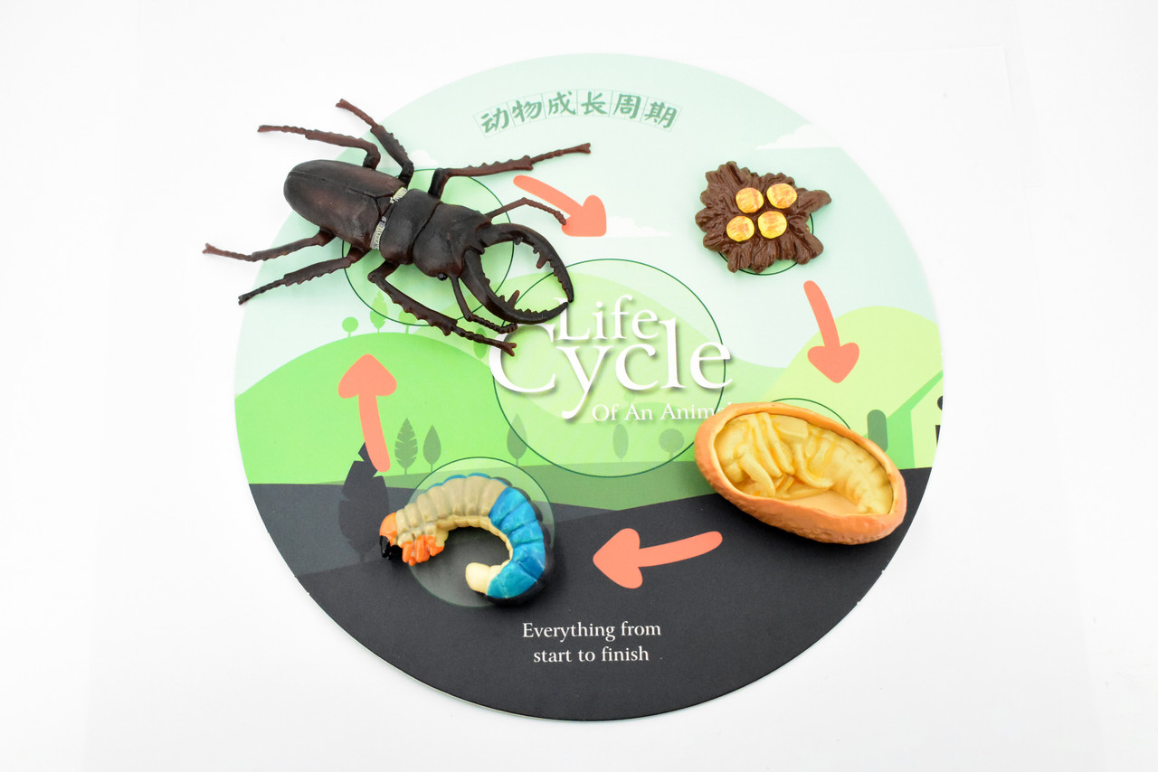 Beetle, Life Cycle of a Stag Beetle, 4 Stages, Museum Quality, Hand Painted, Rubber Insect, Realistic Toy Figure, Diorama Model, Kids, Educational,  3 Inches.
