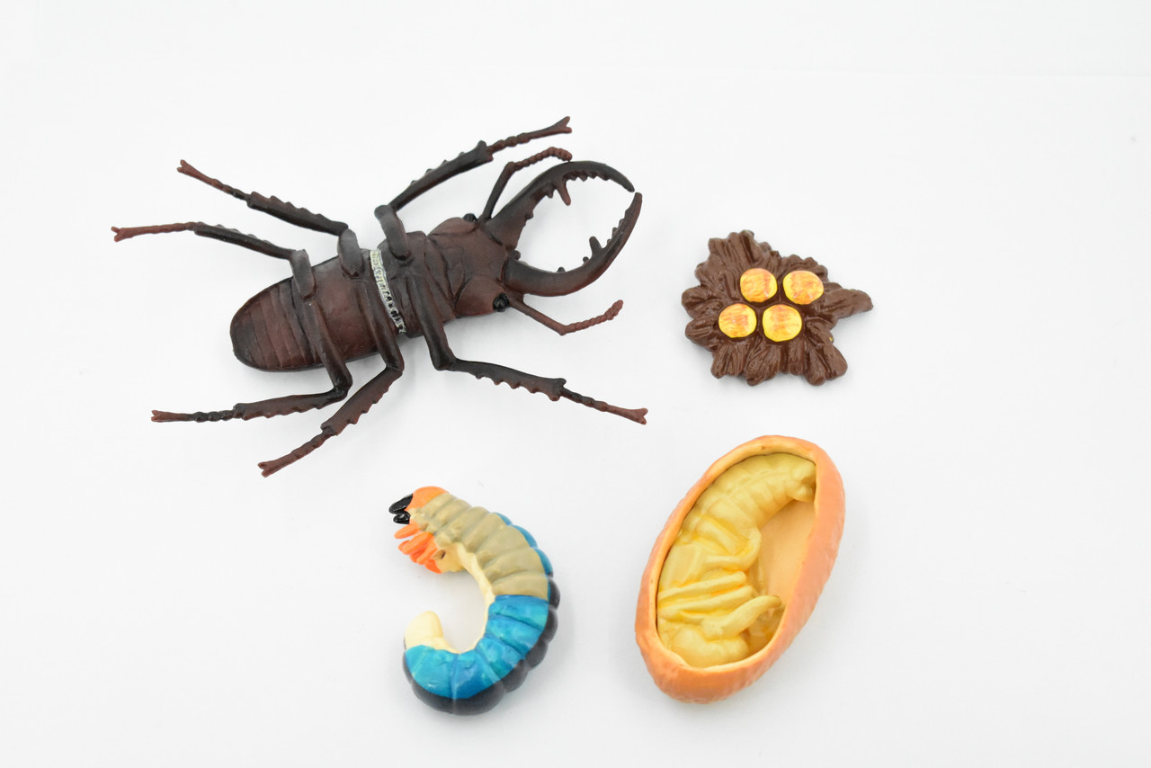 Beetle, Life Cycle of a Stag Beetle, 4 Stages, Museum Quality, Hand Painted, Rubber Insect, Figure, Model, Realistic, Educational, Gift,      5"    CH485 BB150