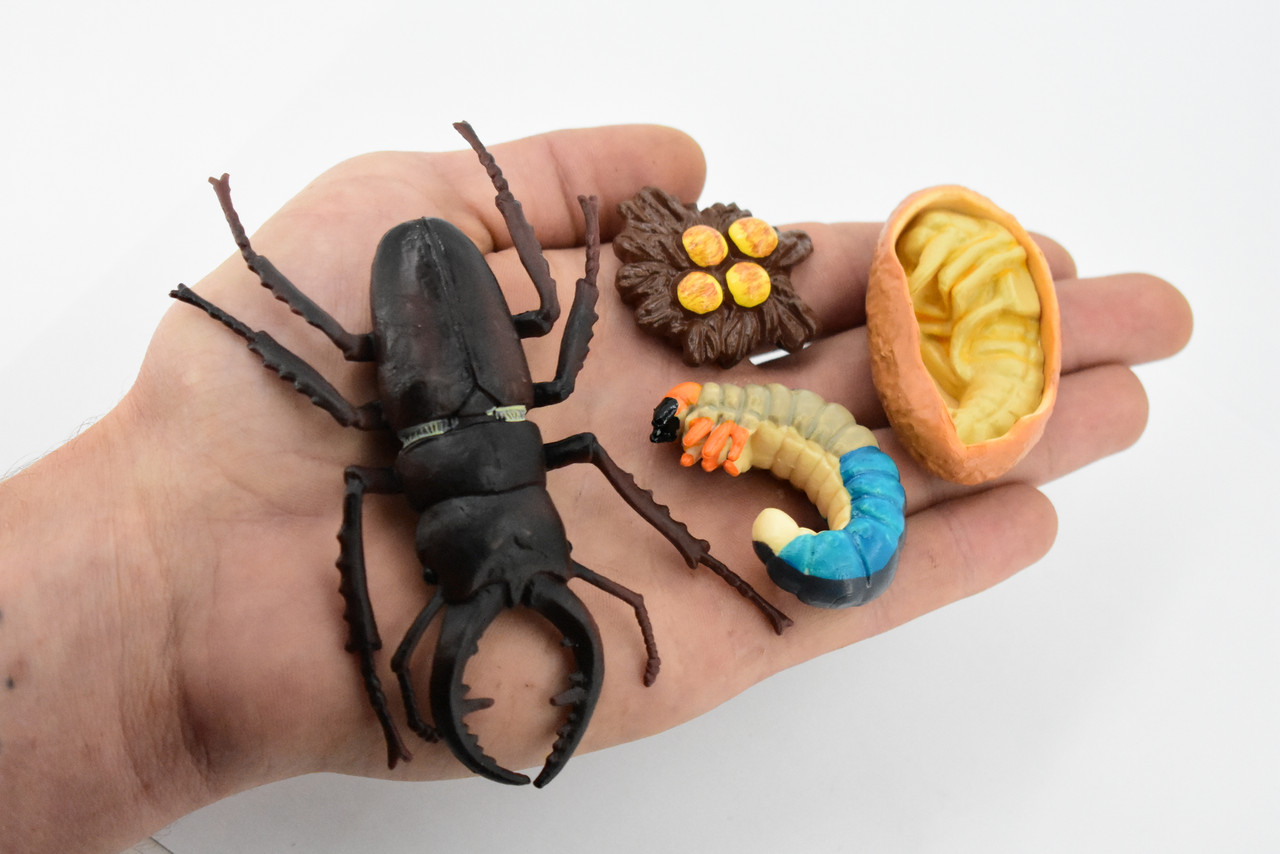 rhino beetle life cycle