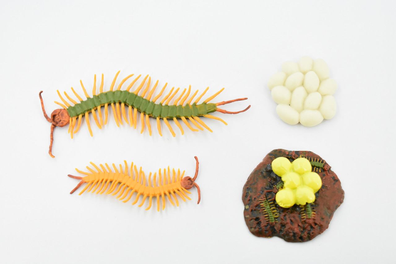 Life Cycle of a Centipede, Arthropods, 4 Stages, Museum Quality, Rubber, Hand Painted, Realistic Toy Figure, Diorama Model, Kids, Educational,  5 Inches.