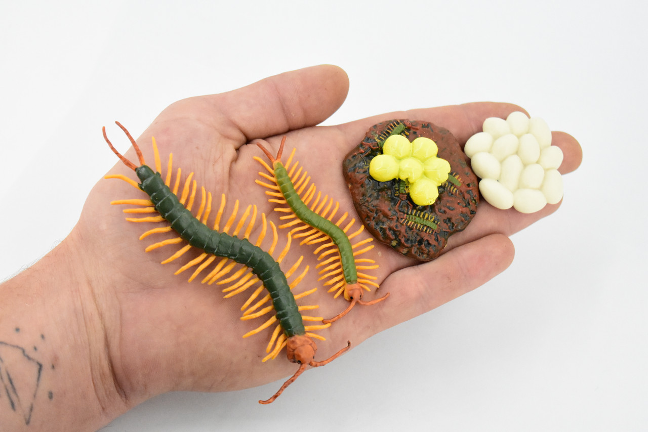 Life Cycle of a Centipede, Arthropods, 4 Stages, Museum Quality, Rubber, Hand Painted, Realistic Toy Figure, Diorama Model, Kids, Educational,  5 Inches.