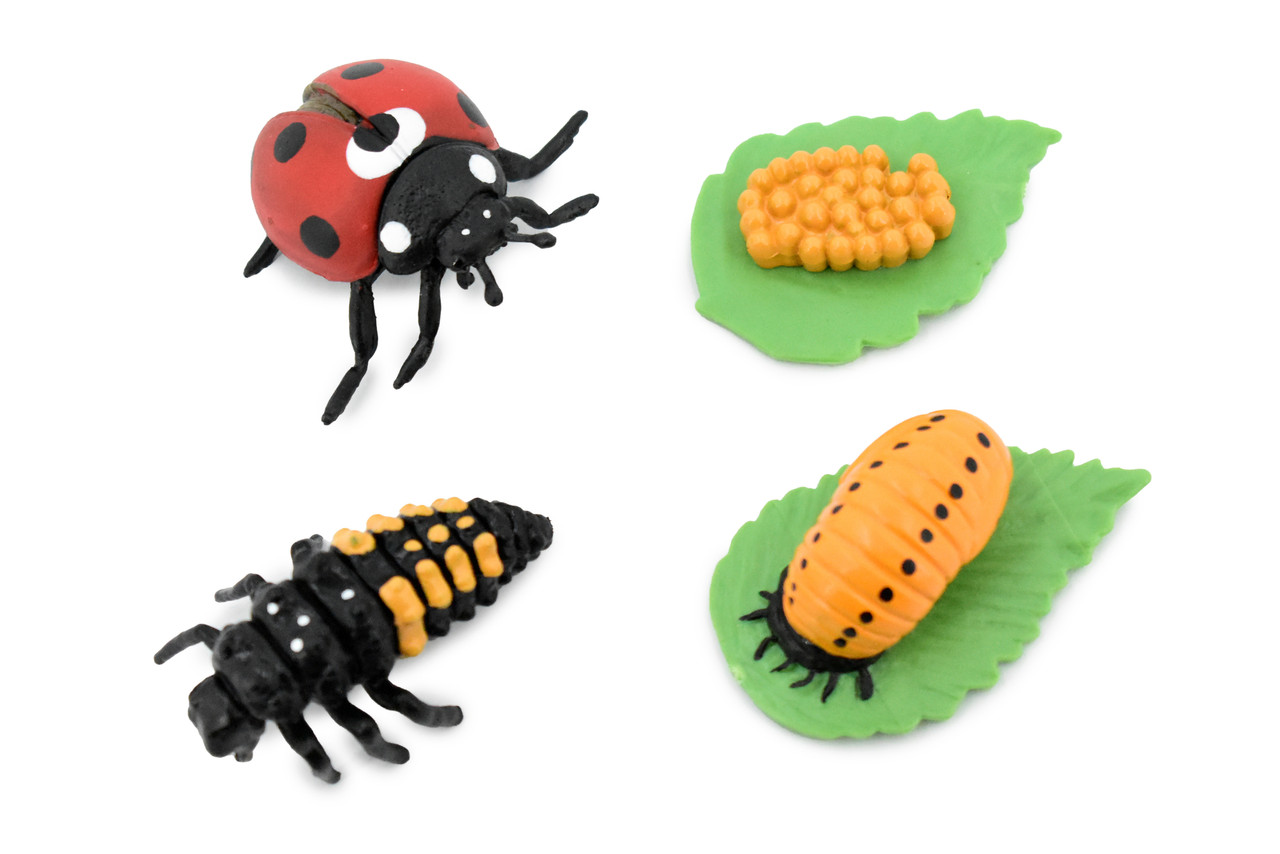 Ladybug, Life Cycle of a Lady Bug, 4 Stages, Museum Quality, Hand Painted, Rubber Insect, Figure, Model, Realistic, Educational, Gift,    2"    CH487 BB150